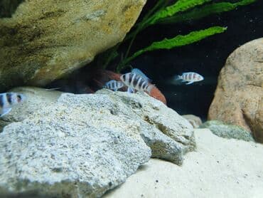 gence dovsan: Cixlid balığı, Sülhsevər — 3