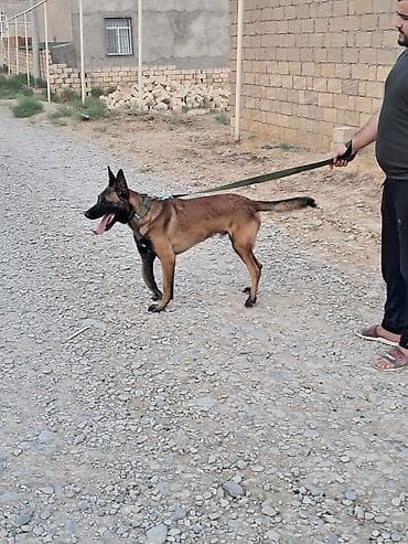 belçika afçarkası: Belçika çoban iti, 2 il, Erkek, Ünvandan götürmə — 7