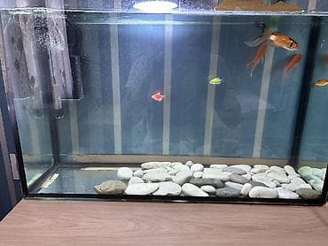 Salam. Satılır. Akvarium fabrik istehsalıdır. 80lt - dir. Filter 950F — 5