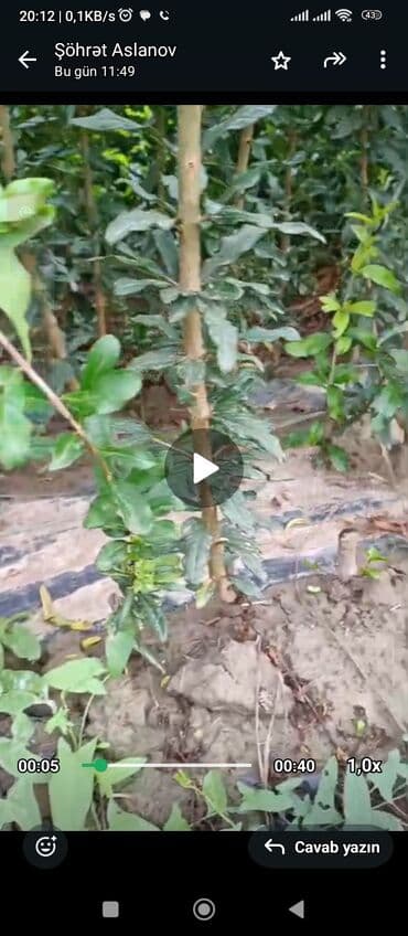 сколько стоит пальма в горшке: Salam 4 illik nar tingləri satılır gülövşə sort və donuz burnu — 4