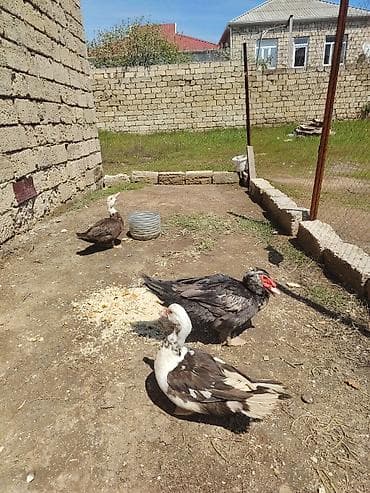 cuca: Erkək, | Lal ördək, Ətlik — 3