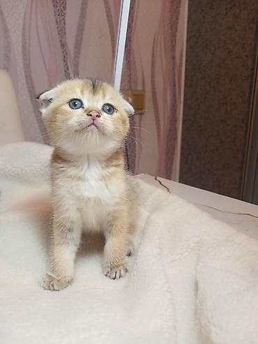 quba heyvan satışı: Erkək — 10