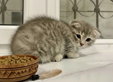 heyvan barınağı: Şotland yastı qulaq, Ünvandan götürmə, Pulsuz çatdırılma, Ödənişli çatdırılma — 1