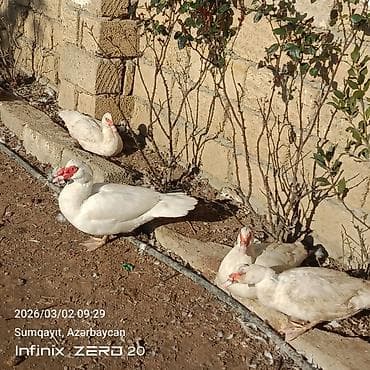 lal ordək balası: Qiymət fərqlidir bunu — 4