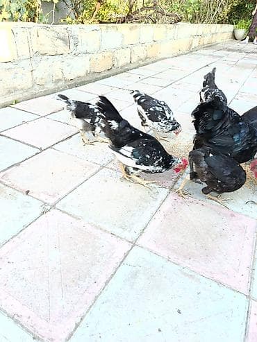 satılan atlar: Toyuq, Australorp, Damazlıq, Ünvandan götürmə, Ödənişli çatdırılma — 2