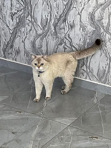 Britan, Erkək, Yaxşı əllərə, Pulsuz çatdırılma