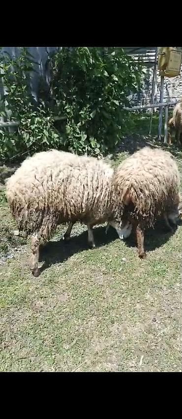 tovuz quşu satışı: Quzu, Erkək, ay: 8, 45 kq, Damazlıq, Ətlik, Ünvandan götürmə — 2