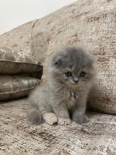 cins pişikler: Şirin balaca pişik balaları - Cins: şəkillərdə müxtəlif uzun tüklü və — 1