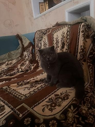 scottish fold: Şotland yastı qulaq — 2
