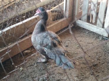 K/t heyvanları və malları: Elanı diqqətlə oxu, sonra əlaqə saxla.barter və çatdırılma — 3