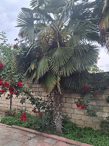 divan ustu ortukler: Palma agaci her biri 300 azn Toplam 5 eded Gorkemli ve dozumlu palma — 8