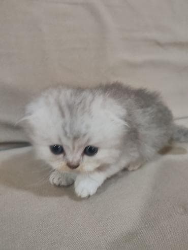 silver sinsilla: Qızıl şinşilla, Yaxşı əllərə, Pulsuz çatdırılma — 2