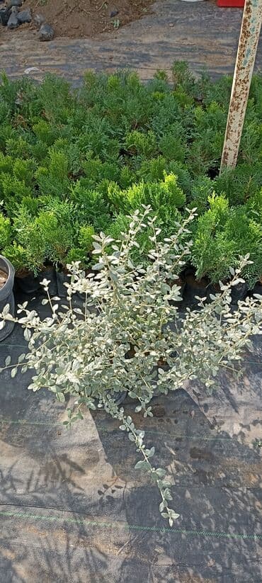 gül toxumları satışı: Dekorativ çöl bitkilərinin satışı və Sifarişlə yetişdirilməsi.Satış — 29