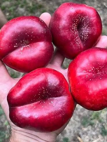 agac tingleri: Ting satışı Şaftalı və Nektarin Sort Contessa - yastı şaftalı Sort — 10