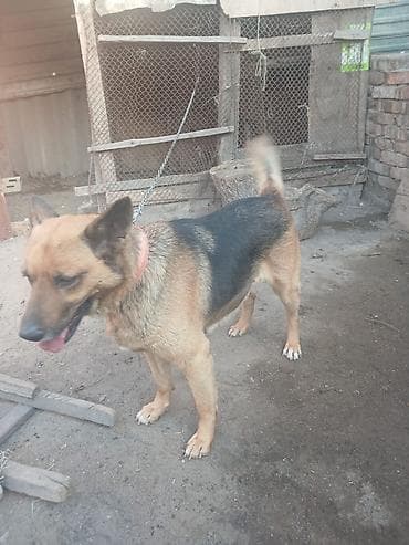 alman afcarkasi haqqinda: Alman çoban iti, Dişi, Peyvəndli — 2