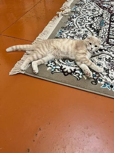 pişiy pulsuz: Şotland — 10