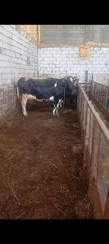 i̇nekler: Salam aleykum isdyen olsa elaqe saxlasin — 3