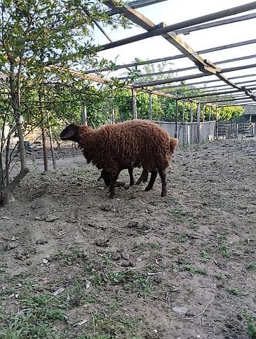 rotveyler satilir: 8 aylıq toyuğlu erkək təmiz qala cinsi qoç satılır.Diri çəkisi 55 — 6