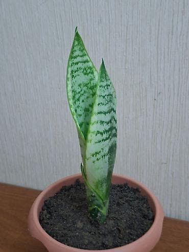 qizil gul buketi: Sansevieriya "Laurentii" Kök atmış sansevieriya (qaynana dili) — 4