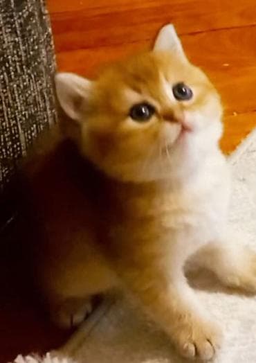 xas: Britan, Dişi, Yaxşı əllərə, Ünvandan götürmə — 3