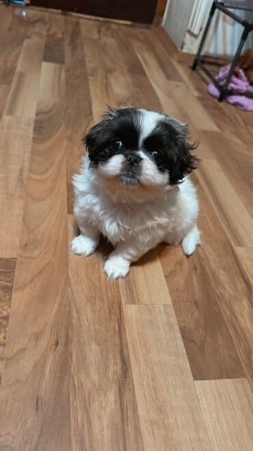 qax heyvanlar: Shi-tsu, 1 ay, Dişi, Peyvəndli, Ünvandan götürmə — 3