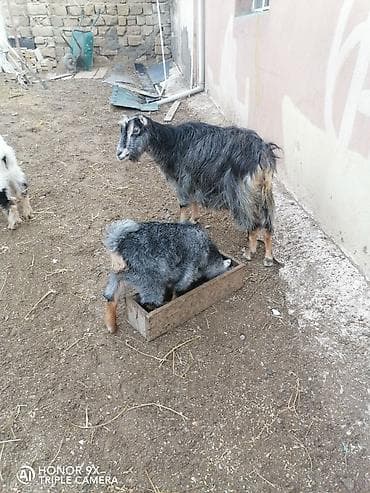 qaz balasl: Balalı sudlu keçi. Buynuzsuz. Balasl diwidi. 2 ayllqdl. Unvan merdekan — 3