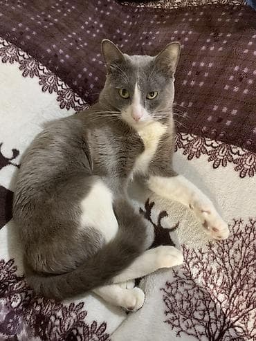 pişik latok: Erkək, Cütləşmə üçün — 3