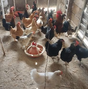 toyuq cuceler: Toyuq, Yumurtalıq — 3