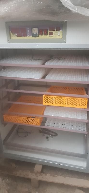 1100 yumurta, Çin, Tam avtomat, Fabrik istehsalı