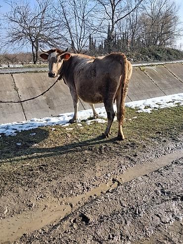 Dişi, il: 6, Südlük, Ünvandan götürmə