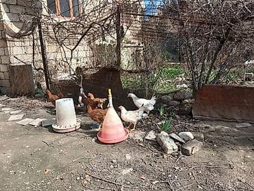 Pişiklər: Satılır: həyətyanı saxlanılan toyuqlar və quşçuluq avadanlığı — 6