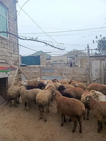 Super kok quzulardi qurbana yarayir