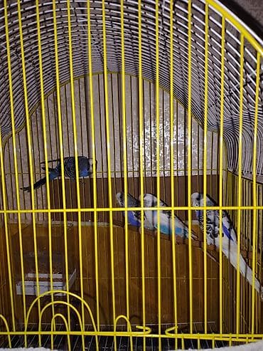 bakida it satislari: 4 dənə tutuquşu 3-maya 1-erkək qəfəs və qəfəsin aksesuarları daxildir• — 1