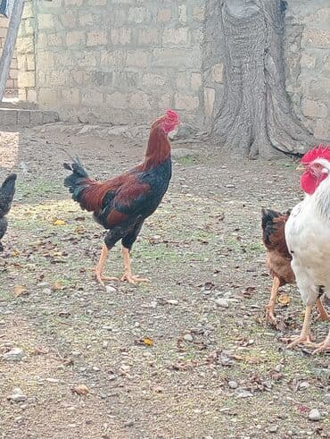 qaz ordek satisi: Səmimi həyət şəraitində saxlanılan uzunboylu, qırmızı-qara rəngli — 3