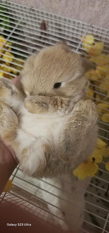 doberman qiyməti: Holland Lop cinsli balaca dovşan dişi baladı 2 aylığdı baxa bilmirəm — 2