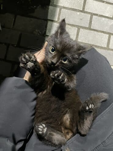 щенок в добрые руки: В добрые руки — 1