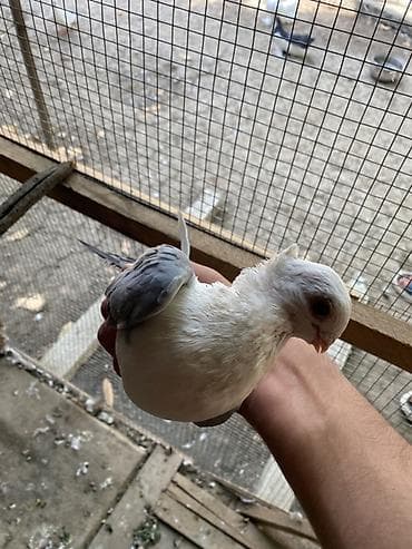 kuckar ov iti: Hunkari erkey.heyvanin gizginligna soz ola bilmez.baki ve bezi — 3