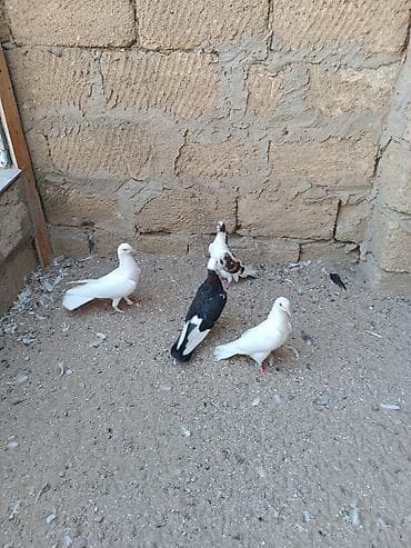 pulsuz heyvanlar verilir: Tutulma quşlar hamısı bir yerdə satılır. İstəyən zəng edə və V Pa yaza — 1