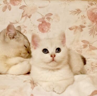 Pişiklər: Britan, Dişi, Yaxşı əllərə, Ünvandan götürmə — 1