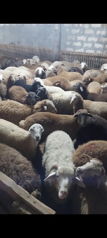 cuce satisi 2019: Hər çəkidə qurbanlıq quzularmız çıxdı satşa isdeyenler önceden sfariş — 1