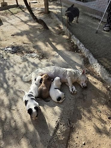 zvonok itler: Zvonok, Erkek — 3