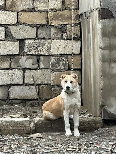 куры тоджон: Куриные цыплята, Для мяса — 6