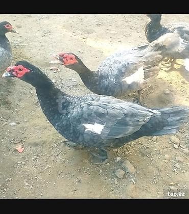 ordek: Şəkildəki ördəklərin yumurtasi satilir
Təzə və mayali yumurtalardi — 4