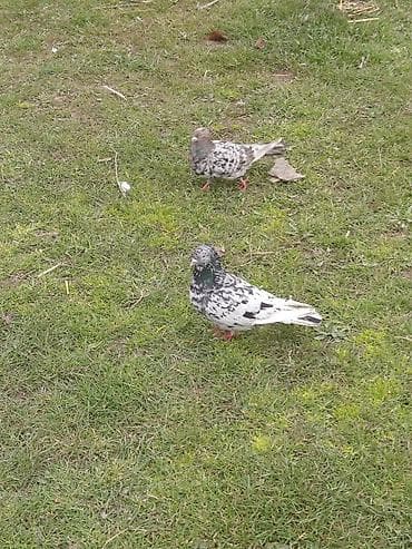 hamster yuvası: Mövcud məhsul: iki ədəd dekorativ göyərçin (xallı rəngdə) Təsvir: - — 3