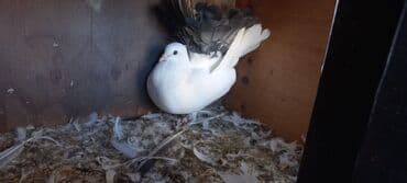 haski satilir: Satılır: Fantail tipli dekorativ göyərçin Xüsusiyyətlər: - Rəng — 2