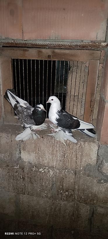 Hazır cutduler