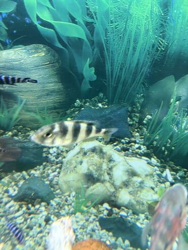 Akvariumlar: Dişi 1 ədəd — 3