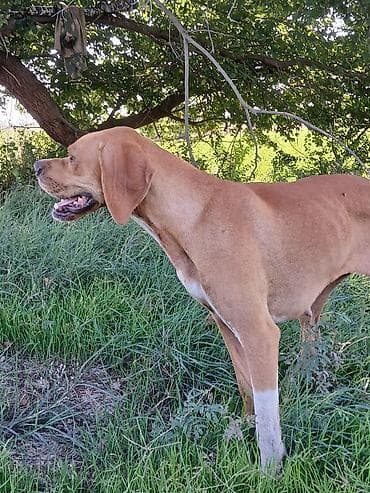 iran quslari: 2 il, Dişi, Peyvəndli, Ödənişli çatdırılma — 9