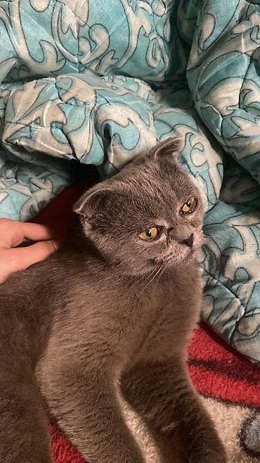 pişik pulsuz: Şotland yastı qulaq, Erkək, Yaxşı əllərə, Ünvandan götürmə — 1