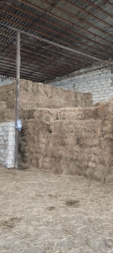 it adları erkek: - Quru, təmiz və günəşdən-köldən qorunan anbar şəraitində saxlanılır — 2